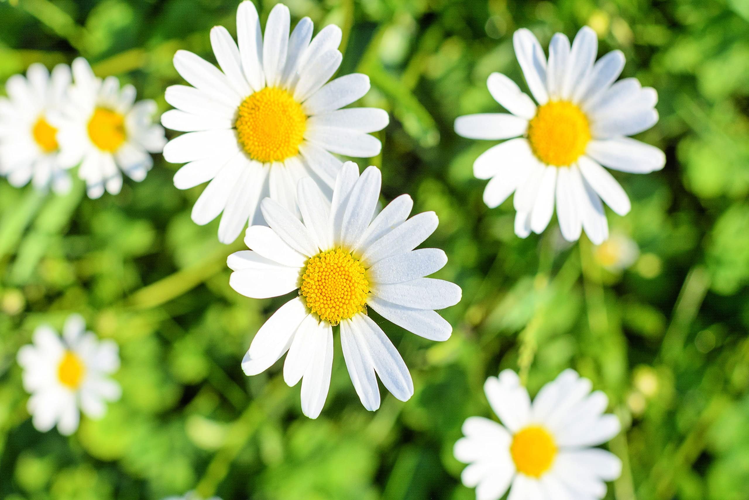 1,000 White Daisy Seeds for Planting - Shasta Daisy - Easy to Grow ...
