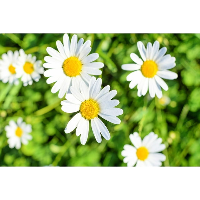 1,000 White Daisy Seeds for Planting Shasta Daisy Easy to Grow
