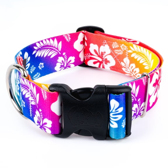 Country Brook Petz® HossFit Jr Wide Deluxe Dog Collar (Hawaiian Rainbow, Medium)
