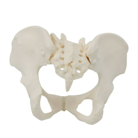 1:1 Female Pelvis Model,Life Size Female Pelvic Skeleton Model, Anatomy Model for Science Education