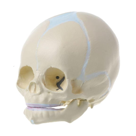 Head Model Baby Head Skeleton Anatomy Model with Moveable Lower Jaw Anatomical Skeleton Head Model Teaching Aid