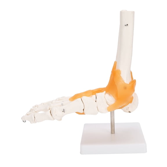 1:1 Human Foot Ankle Bone Skeleton Structure Model - Foot Joint Bone Model With Ligaments, Human Foot Joint Model By NestledNature