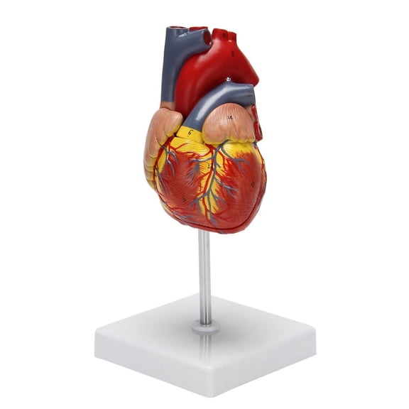 1: 1 Human Heart Model, Anatomically Accurate Heart Model Life Size Human Skeleton Anatomy For Science Classroom Study Display Teaching Model