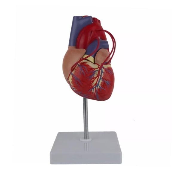 1:1 Human Heart Model for Cardiology Study Heart Bypass Surgery Demonstration