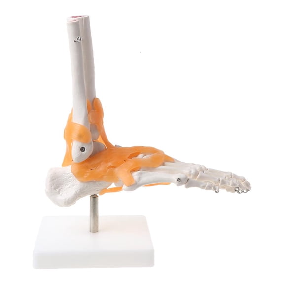 1: 1 Human Skeleton Human Model Joint Medical Anatomy Ankle Ligament Anatomicall