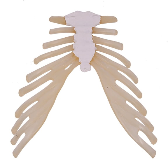 1:1 Human Sternum Model Medicals Teaching Tool Human Skeleton Anatomy Model School Teaching Supplies for Students Study