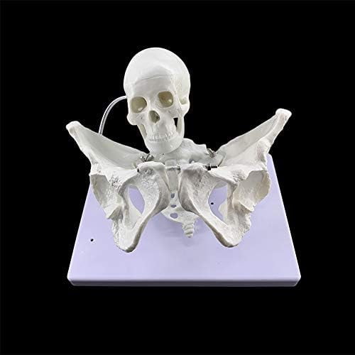 1:1 Life Size Maternity Midwifery Pelvis Model Fertility Teaching Aid Models Female Pelvis Baby Skull Childbirth Aids for Gynecology$$Tools & Hardware Other