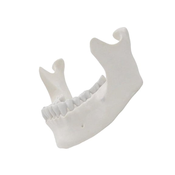 1:1 Lower Jaw Model Lower Jawbone Model Medicals Teaching Tool Medicals Present for Lab Demonstrate