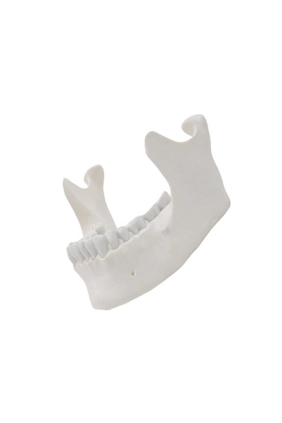 1:1 Lower Jaw Model Lower Jawbone Model Medicals Teaching Tool Medicals Present for Lab Demonstrate