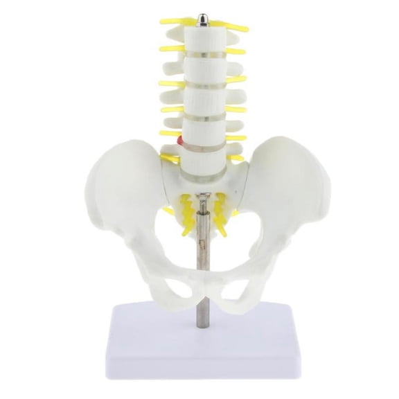 1:1 Pelvis Lumbar Human Skeleton Model Female Pelvis Model