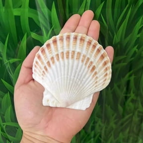 1-12 PCS Natural Sea Shell Large White, 6-16cm Scallop Shells for DIY Craft, Serving Food, Baking and More