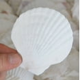 thumbnail image 1 of 1-12 PCS Natural Sea Shell Large White, 6-16cm Scallop Shells for DIY Craft, Serving Food, Baking and More, 1 of 6