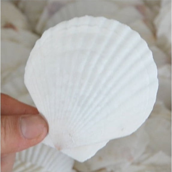 1-12 PCS Natural Sea Shell Large White, 6-16cm Scallop Shells for DIY Craft, Serving Food, Baking and More