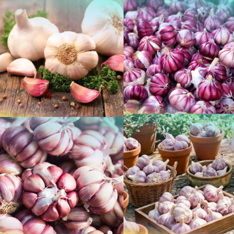 1/2 LB Mixed Garlic Bulbs for Planting, Hard Neck Garlic Bulbs, Cold Hardy, Fast Growing and High Yield, Large Garlic Bulbs