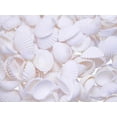 thumbnail image 1 of 1/2 Lb (2 Cups) Tiny White Ark Shells Seashell 1/2"-3/4" (13-19mm) Beach Wedding Decor Crafts Hobby, 1 of 3