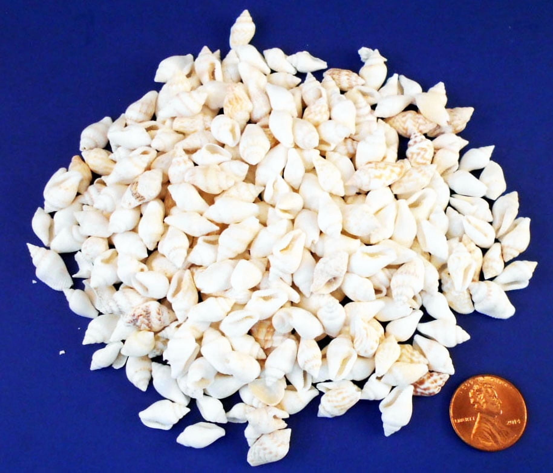1/2 Lb (600) Tiny White Nassa Mini Shells (1/4-5/8