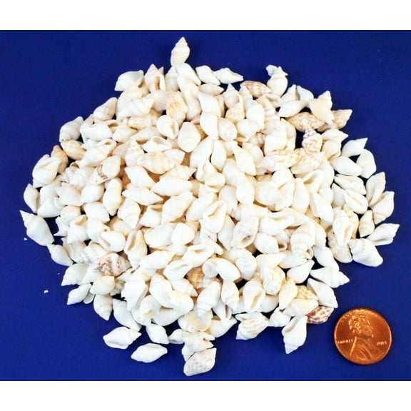 1/2 Lb (600) Tiny White Nassa Mini Shells (1/4-5/8") Beach Arts Crafts Hobby