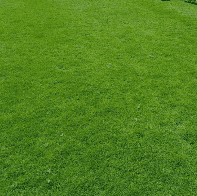 1/2 Lb Zoysia Emerald Grass Seeds for Lawn, Zoysia Grass Lawngrass Seeds Emerald Zoysia Ornamental Grasses Seed