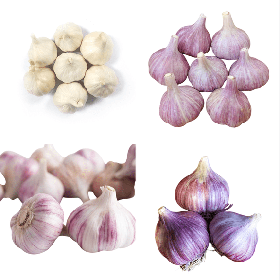 1/2 Pound Mixed Garlic Bulbs for Planting and Gardening, Hardneck Garlic Tubers, Variety Garlic
