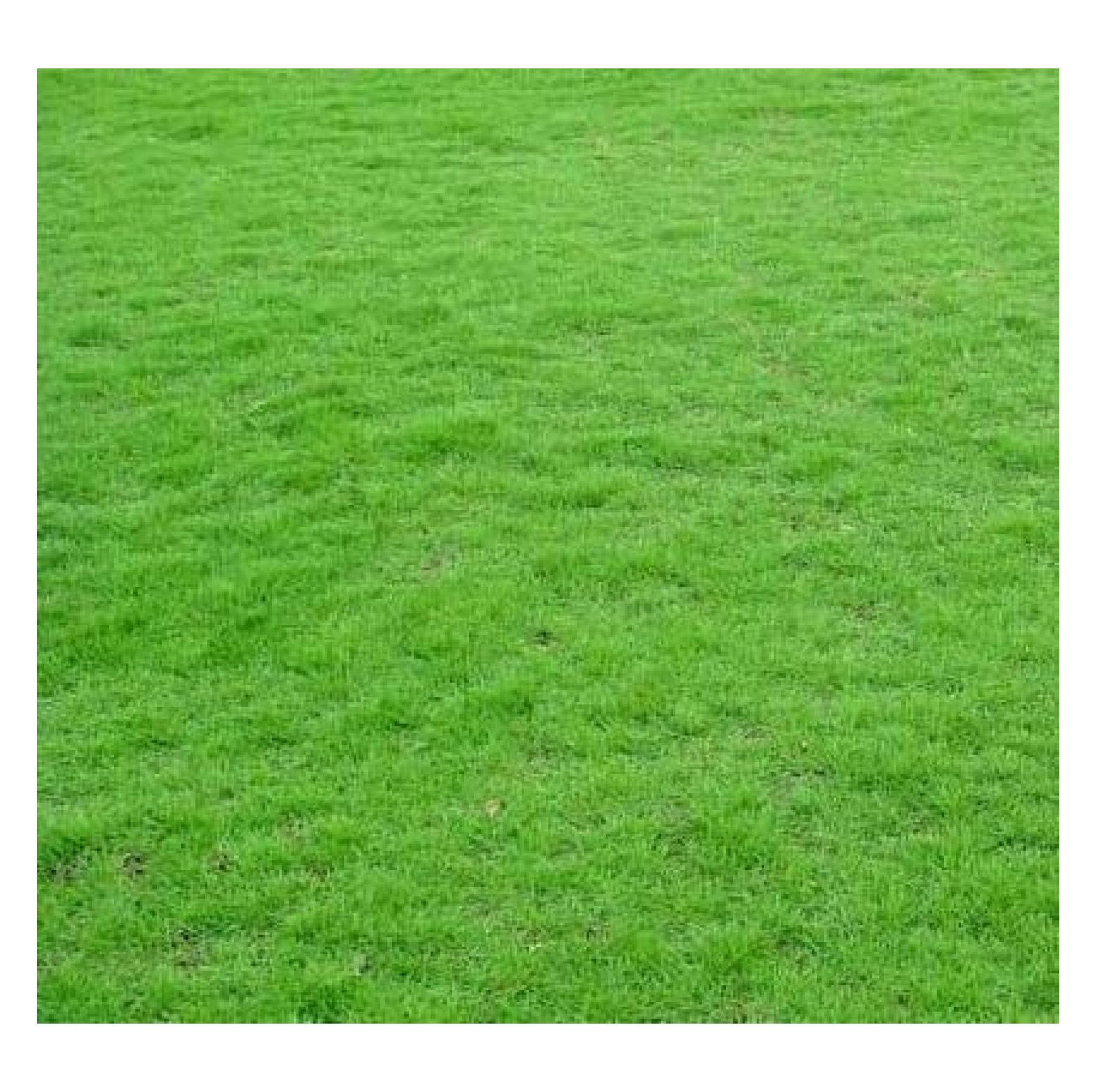 1/2 Pound Seeds Mix Zoysia Grass Seeds Zoysia Green Grass Seeds for Lawn