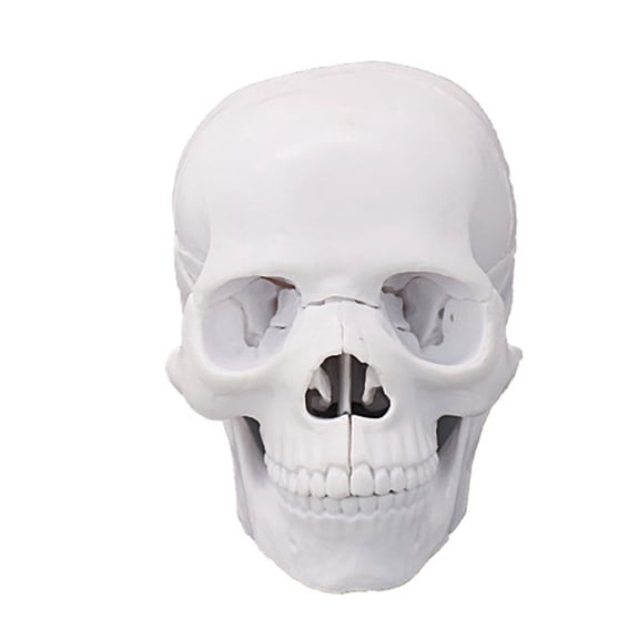 1:2 Scale Human Skull Anatomy Model Detachable PVC Skeleton Head Model For Classroom Demonstration And Laboratory Study