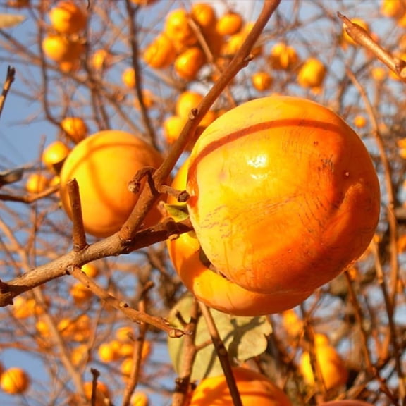 12 Years Old Japanese Persimmon Tree Live Plant, 12 ft Tall, Backyard Fruit Tree, Sweet Persimmon Trees Live Plants for Outdoor, Dormant in Winter, No Pot