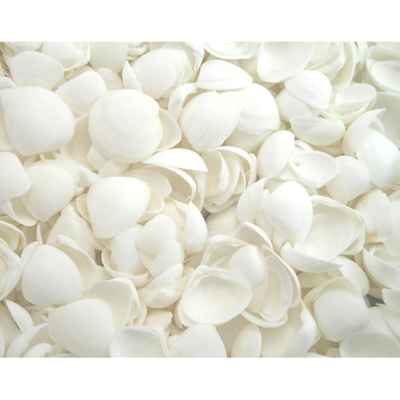 1/2 lb (About 200+) Beautiful White Cay Cay Shells 3/4-1" Size Crafts Beach Decor Seashells