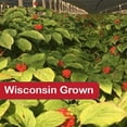 thumbnail image 1 of 1/2 lb American Ginseng Seeds, 1 of 6