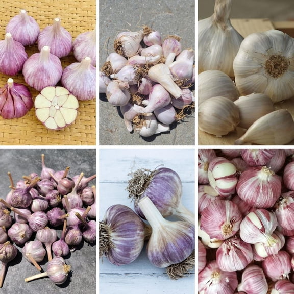1/2 lb Mixed Garlic Bulbs, Herb Garlic for Garden and Patio