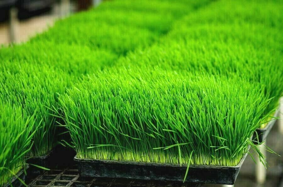 1/2 lb ORGANIC WHEAT GRASS Seed Sprouting Juicing Wheatgrass Container