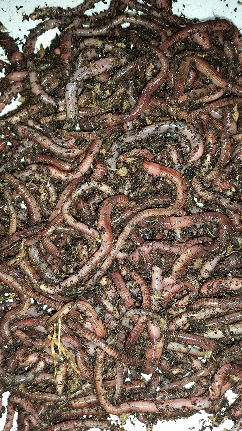 1/2 lbs. European Nightcrawlers Approx. 125150 Live Composting and