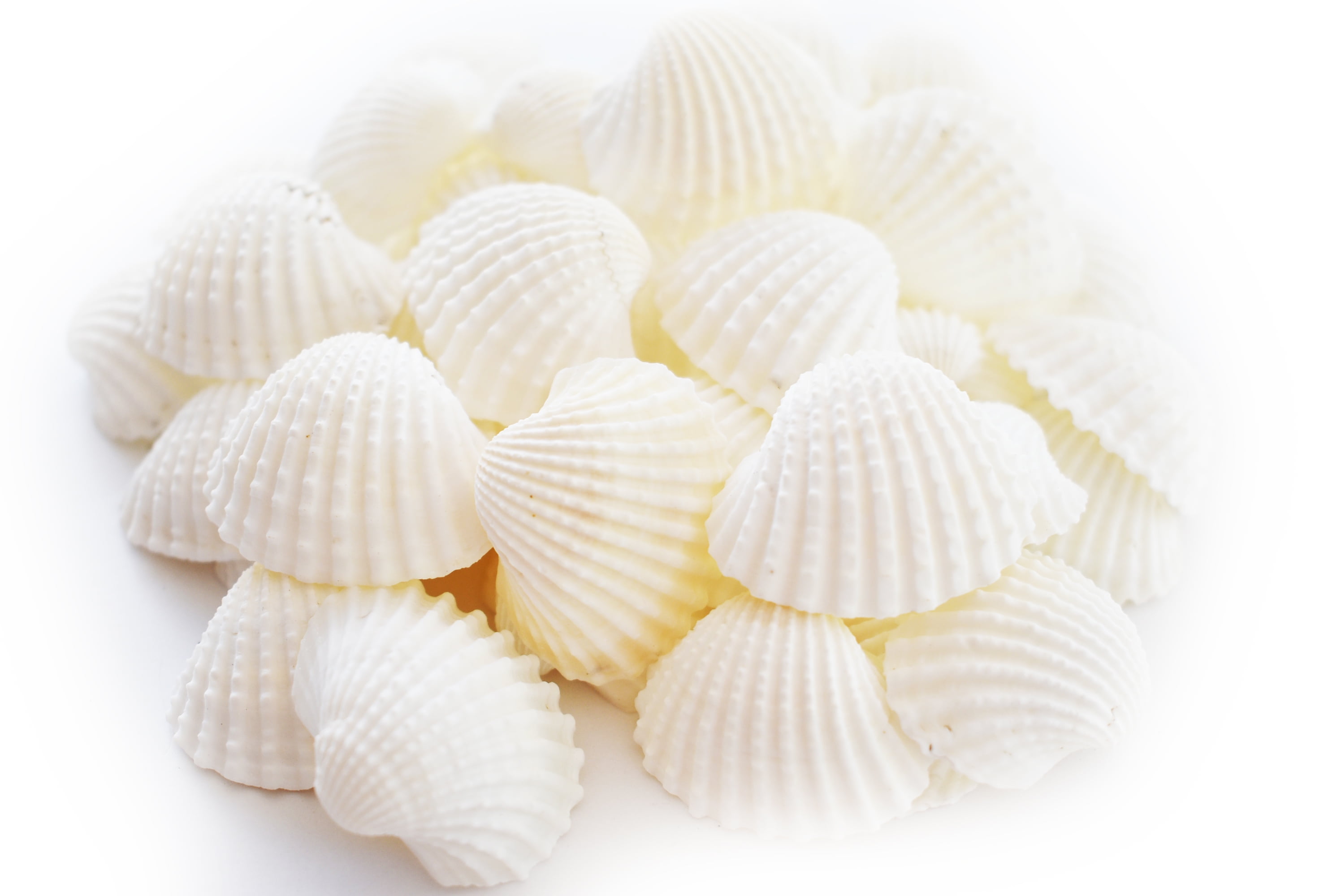1/2lb (40) White Ark Shells Seashells (1