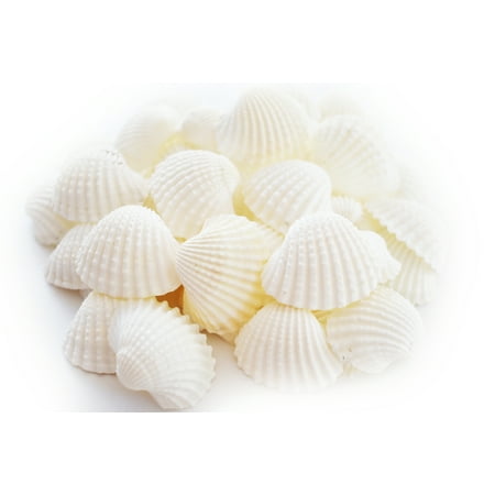 1/2lb (40) White Ark Shells Seashells (1"-1 1/2") Beach Wedding Hobby Crafts
