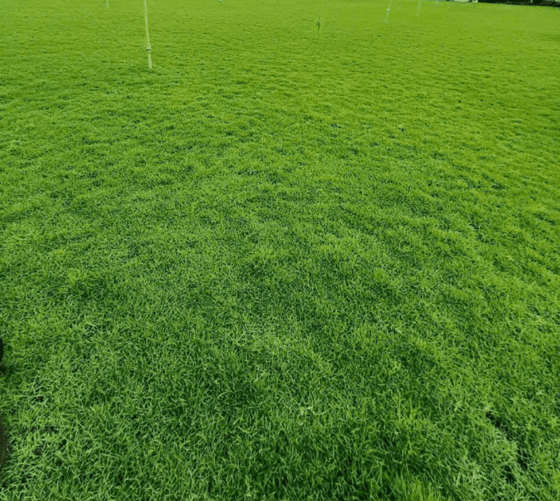 1/4 Lb Zoysia Emerald Grass Seeds for Lawn, Zoysia Grass Lawngrass Seeds Emerald Zoysia Ornamental Grasses Seed