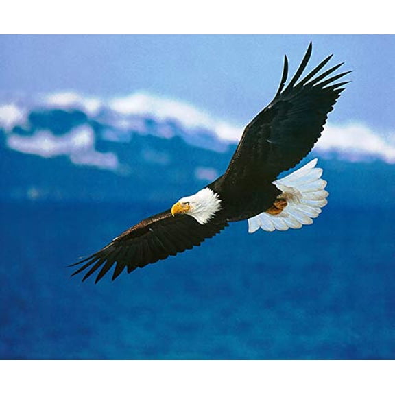 1/4 Sheet - Bald Eagle Soaring ~ Edible Cake Topper by Art of Eric Gunty