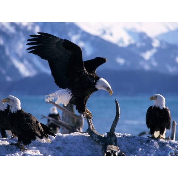 1/4 Sheet - Flock of Bald Eagles ~ Edible Cake Topper by Art of Eric Gunty
