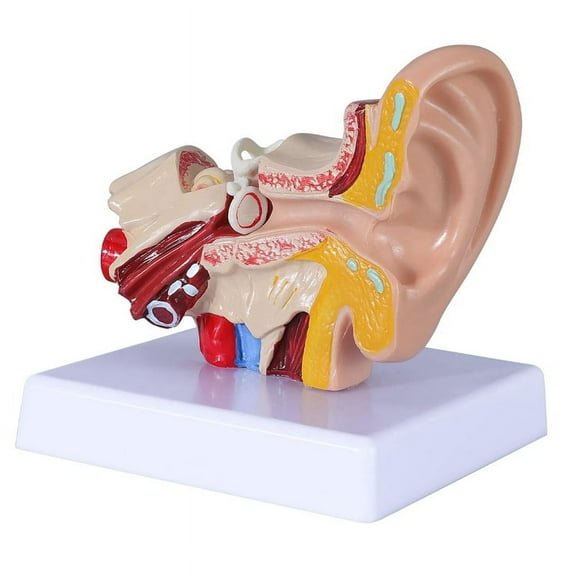 1.5 Times Human Ear Anatomy Model Showing Organs Structure of the Central and External Ears Demonstration