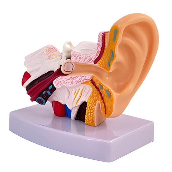 1. 5 Times Human Ear Anatomy Model, Professional PVC Outer Middle Inner Ear Model with Base, Medical Demonstration Teaching Model, 4.3 x 2.8 x 4.5 in(11 x 7 x 11.5 cm)