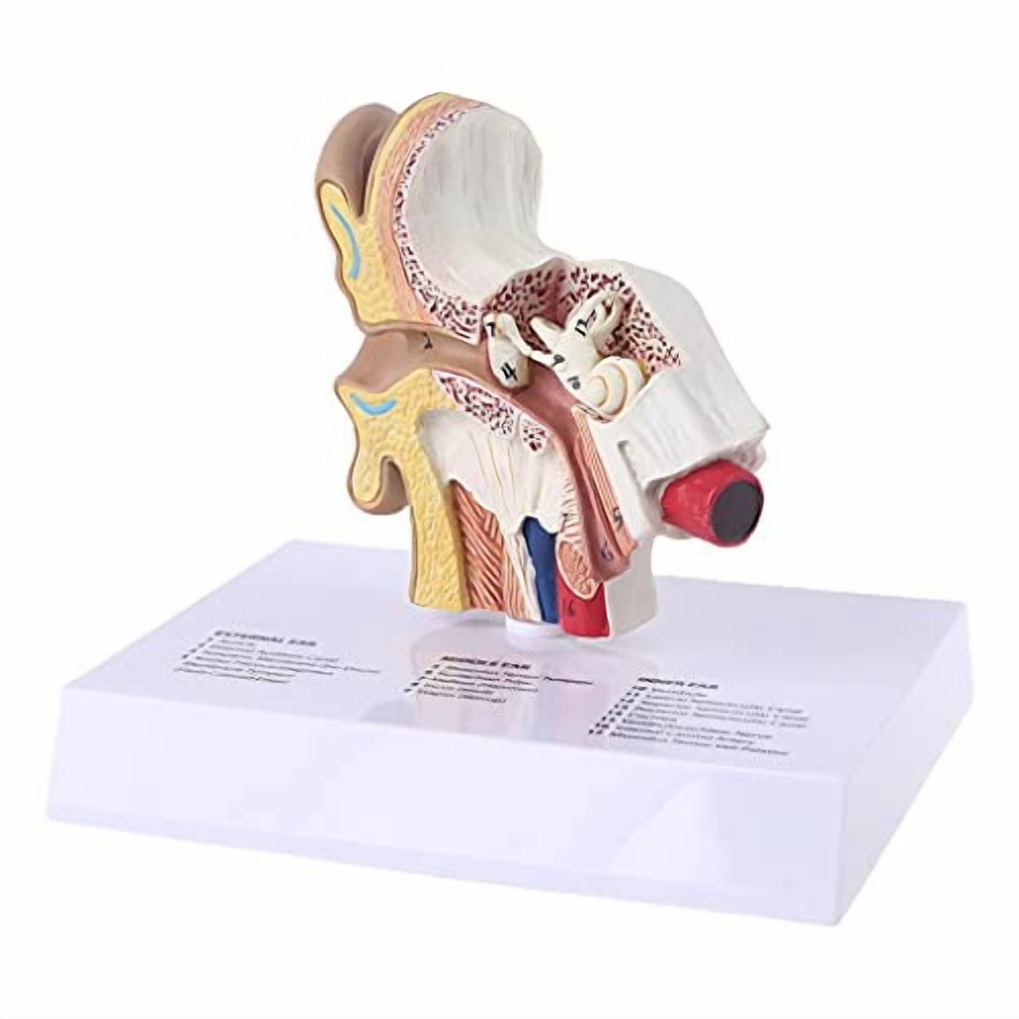 1.5 Times Human Ear Model Anatomy Model Ear Joint Simulation Model ...