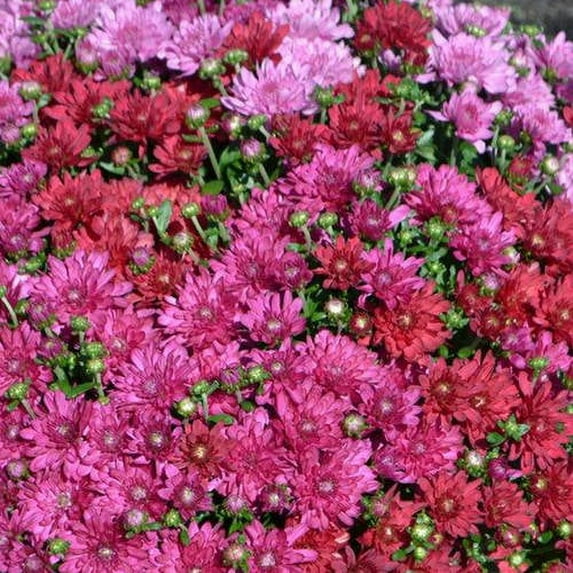 1.5G TRICOLOR MUM