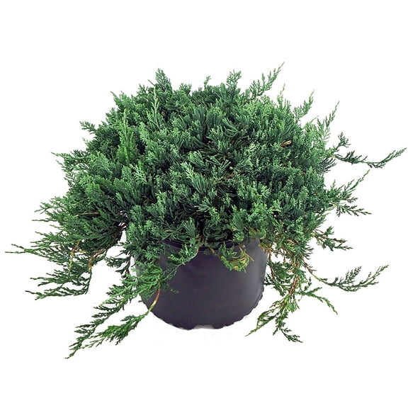 Expert Gardener Juniper Live Shrubs, Drought-Tolerant