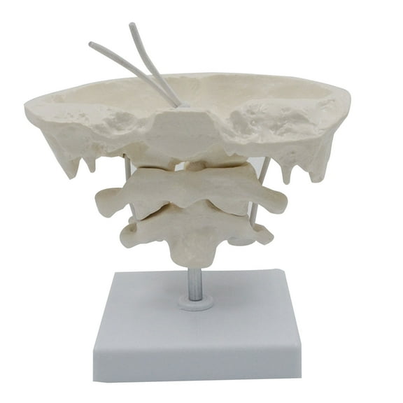 1.5x Magnification Human Cervical Model Occipital Bone Model Teaching Educational Model Teaching Aid