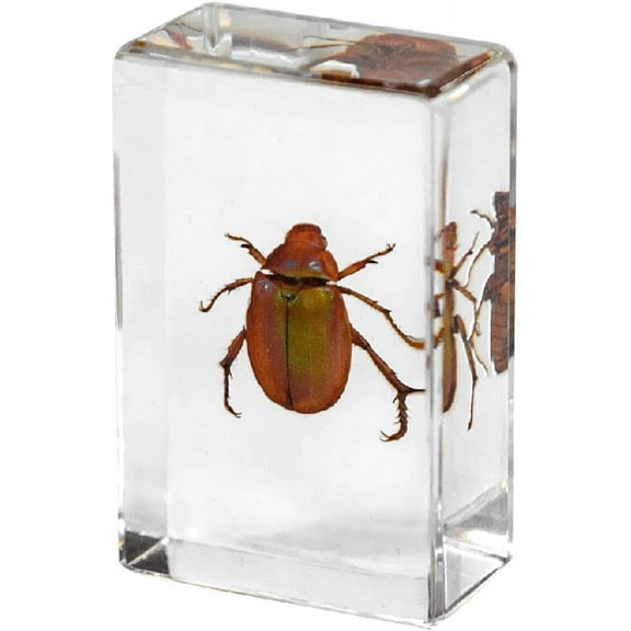 1.7 Inch Insect in Clear Resin Block for Display, Unique Science Educational Gift for Biological Enthusiasts, Home Decor Curiosities Collection
