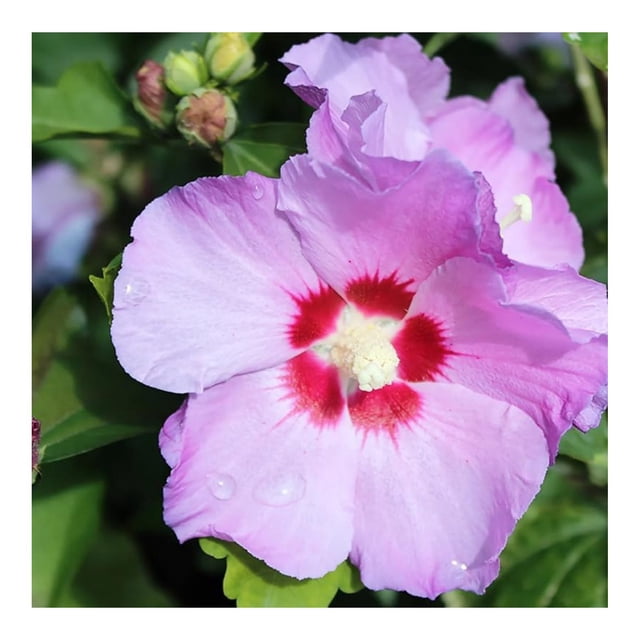 1 Althea Rose of Sharon Bush, Live Plant, 12 Feet Tall, Lavender