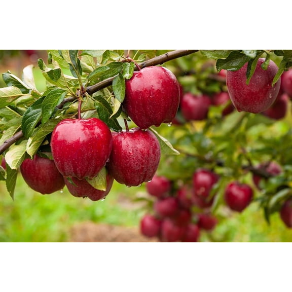 1 Apple Tree Seedling for Planting - Malus Pumila, Common Apple