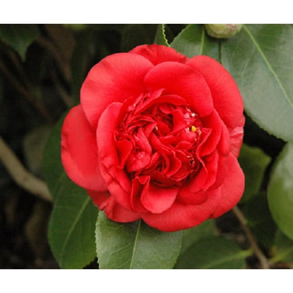 Zone 6 Camellias