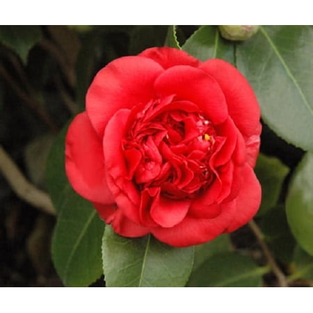 ( 1 ) - April Tryst Red Camellia Japonica ( Zone 6 ) - Starter Plant ( 4L ) ( 1 live plant )