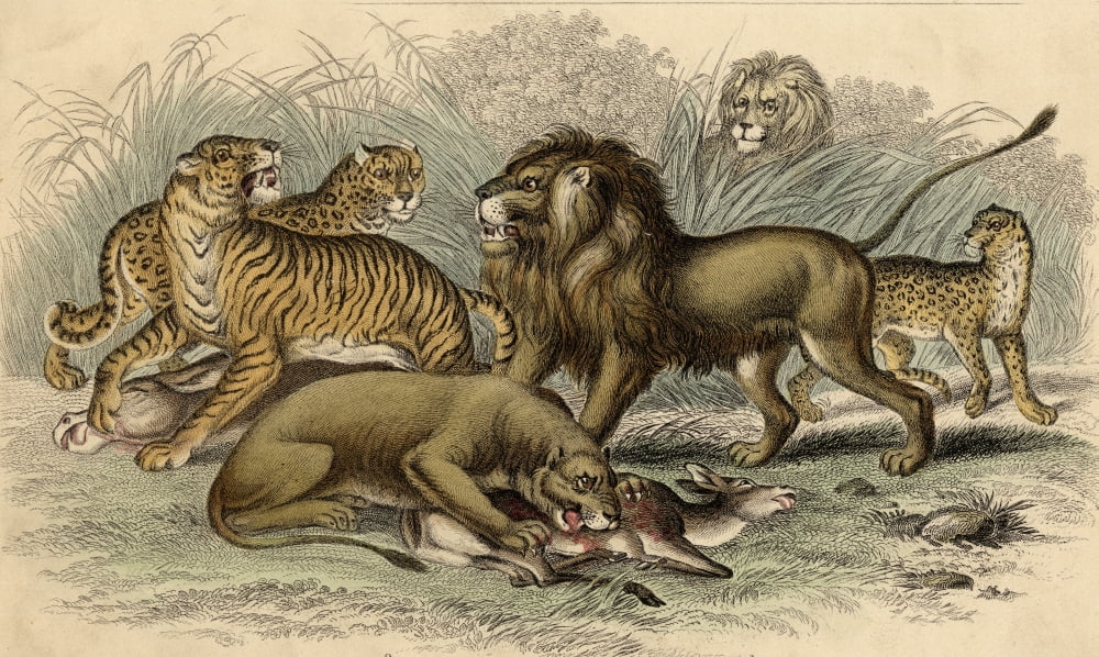 1 Asiatic Lion 2 Lioness 3Bengal Tiger 4Leopard 5Jaguar 19Th Century Engraving Drawn By J Stewart Engraved By J Miller Canvas Art - Ken Welsh Design Pics (38 x 22)