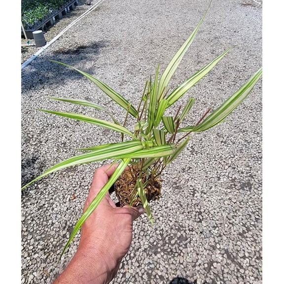 ( 1 ) - Aureola Japanese Forest Grass - Starter Plant ( 5 m ) ( 1 live plant )
