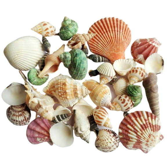 1 Bag 100g Unpainted Sea Conch Shells for Creating Sea Scene in Homes Decors Fish Tanks and Holiday Displays